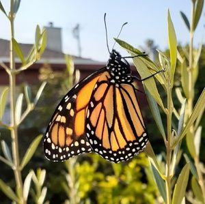 Meet your Posher, Kitty